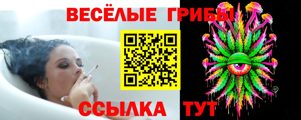 Псилоцибиновые грибы Psilocybe Курчатов