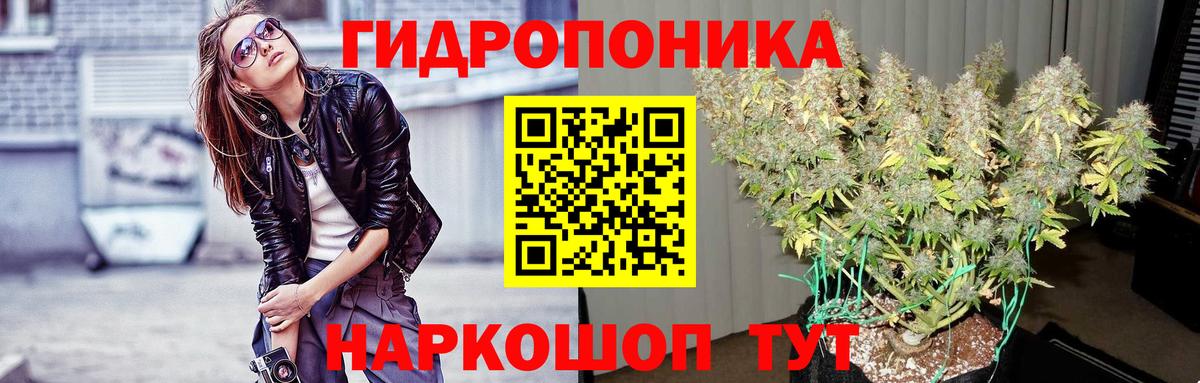 Канабис семена Курчатов